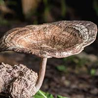 Pulmo Balance ingrediant